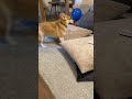 犬と風船で遊んでみた結果