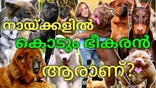 ലോകത്തിലെ ഏറ്റവും അപകടകാരികളായ നായകൾ | SCARY DOG BREEDS AROUND THE WORLD | MALAYALAM | Sharp Talks