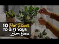 The 10 Best Plants To Gift Your Loved Ones - Perfect Plant to gift anybody you love at any occasion