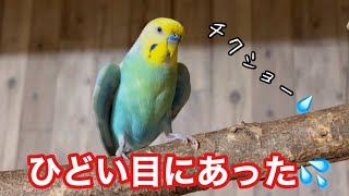 爪切り後、我が家の文鳥とセキセイインコはこうなります