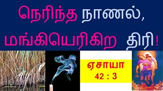 நெரிந்த நாணல், மங்கியெரிகிற திரி! ஏசாயா 42 3 N Rajesh Jesudoss Hynes