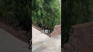 【田員貓寶】呀~我難道養了只招財貓？#貓 #萌寵出道計劃 #shorts