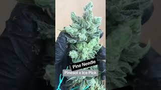 Pine Needle - Pinesol x Ice Pick - Green wolf genetics Feminized seeds