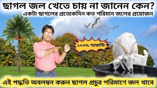 ছাগলকে বেশি জল খাওয়ানোর পদ্ধতি | Method of watering goats | black bengal goat farming profit