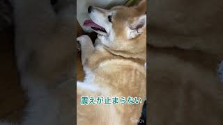 雷恐怖症の柴犬！驚きの行動♪thunder phobia dog