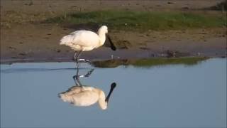 Eurasian Spoonbill (Platalea leucorodia).