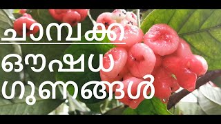 ചാമ്പക്കയുടെ ഔഷധ ഗുണങ്ങൾ | Health Benefits of Rose Apple | Immune Booster fruit