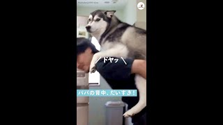 【おっきな甘えん坊♡】おんぶが大好きなハスキー♪ 飼い主さんの背中に飛び乗って…(〃∇〃)♡