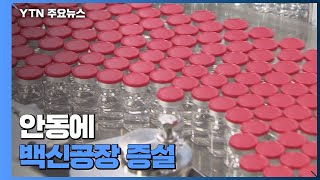 안동에 백신 공장 증설...글로벌 백신 허브 앞당겨 / YTN