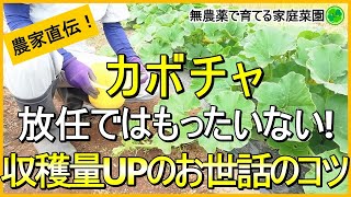 【カボチャ栽培】実のつきを良くする孫づる処理・人工授粉・追肥のタイミング【有機農家直伝！無農薬で育てる家庭菜園】　23/6/3