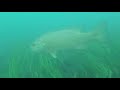 Niagara River Drift Dive