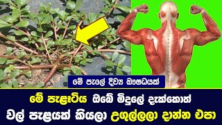 මේ පැළෑටිය ඔබේ මිදුලේ දැක්කොත් වල් පැළයක් කියලා උගුල්ලලා දාන්න එපා | Save this Amazing Herb