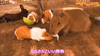 カピバラ （大山トムソーヤ牧場・鳥取砂丘こどもの国篇）三つ子ちゃん鳥取へ