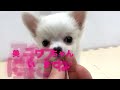 マシュマロ系チワワちゃん！