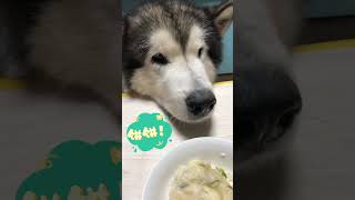 阿拉斯加犬，眼看着食物离开丨失望的狗狗丨The Alaskan Malamute, watching the food go away 丨Disappointed doggy.