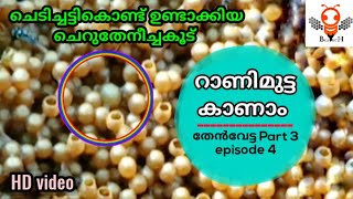 ചെടിച്ചട്ടി കൊണ്ട് ഉണ്ടാക്കിയ ചെറുതേനീച്ചക്കൂട് | stinglessbee honey harvest(malayalam)part3 | E04