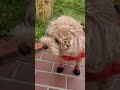 カッパが不満な犬が可愛い *^ ^