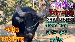 নগাঁও ৰণথলিত বাবাৰ মহৰ লগত যুজ দেখিব | Morigaon Lora