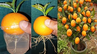 Propagate orange tree at home,, how to grow orange tree by leaves