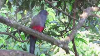 Slaty-tailed Trogon at Kekoldi, Costa Rica