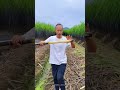 awesome sweet sugarcane harvest fresh from beautiful farming harvest agriculture sugarcane