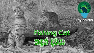 හඳුන් දිවියා | Fishing Cat