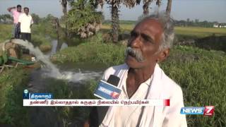 Lack of rain causing crop failures says Thiruvarur farmers : reporter update | News7 Tamil