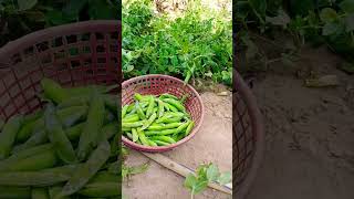 Harvest green peas