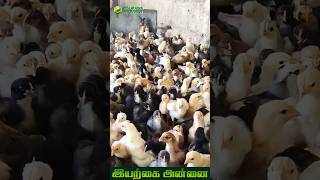 day old chicks for sale | Iyarkai Annai #shorts