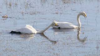 Bird Attack 2 - Whooper Swan