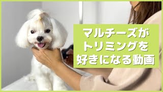 【完全版】マルチーズのトリミングカット動画 | マルチーズ| 犬用BGM | 聞き流し用