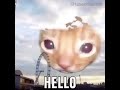 hello hi cat video