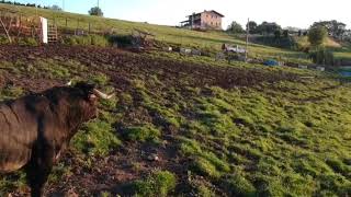 Visita ganaderia Marques de Saka (segundo prado)