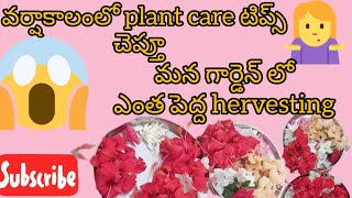 #వర్షాకాలంలో plant care టిప్స్ చెప్తూ#మన గార్డెన్ లో ఎంత పెద్ద hervesting#garden vlog #organic#