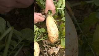 Harvest Radish Season #satisfying #farming #agriculture #food #garden #farmlife #wildlife #greenlife