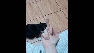 Funniest Cats 😹 - Cats Hates The Middle Finger 🤣