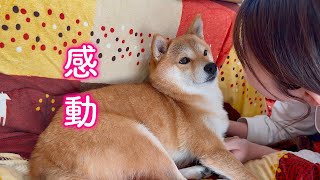 愛犬の飼い主への想いに感動して涙が出ました