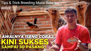 KISAH SUKSES RAUP PULUHAN JUTA HASIL BUDIDAYA MURAI BATU !