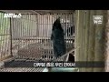 자막뉴스 푸바오에 열광하지만…국내 방치된 사육곰 은 3백 마리 kbs 2024.04.09