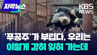 [자막뉴스] 푸바오에 열광하지만…국내 방치된 '사육곰'은 3백 마리 / KBS 2024.04.09