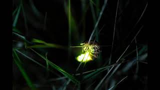 The Light of the Fly - A Philippine Folktale