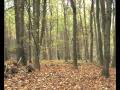 als de bladeren vallen herfst when leaves are falling autumn veluwe