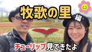 飛騨高山ぶらり散歩旅#1 牧歌の里にチューリップを見に行こー #牧歌の里 #チューリップ #飛騨高山 #高山