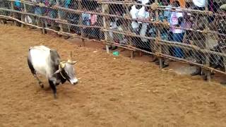 Best of jallikattu in manjampatti manaparai trichy