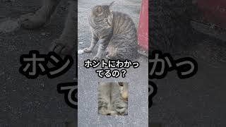 🐱うんこはトイレでするんだよ‼️わかってるの？