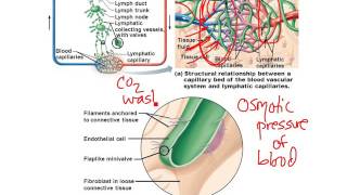 Chapter 20- Lymphatic System