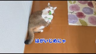 負けられない戦いがあるらしい猫さん