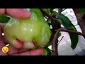 ছাদে জামরুলের বাম্পার ফলন ছাদে জামরুল চাষ grow ton of waxapple in rooftop garden fruit harvesting