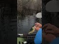 epic topwater senko bite