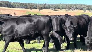 Delta Livestock -Boridgeree Farming